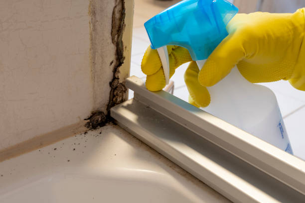 Best Residential Mold Removal  in Laurens, SC