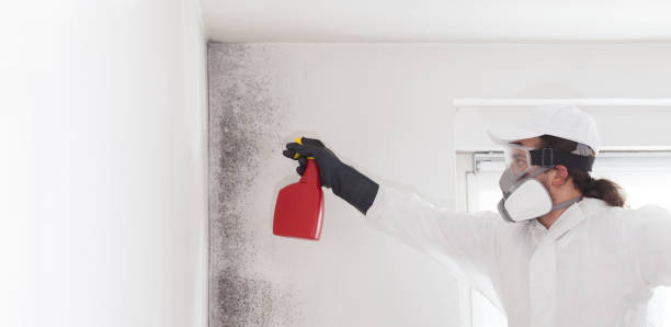 Best Mold Cleaning Services  in Laurens, SC