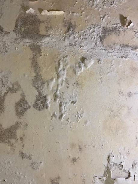 Certified Mold Removal in Laurens, SC